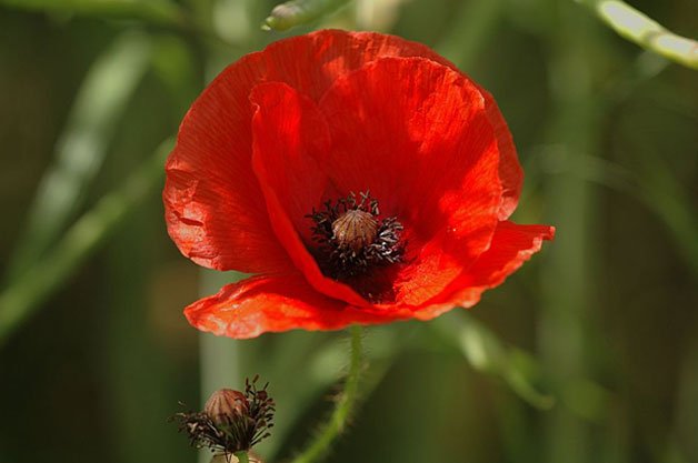 Flowers in the Bible: Common Poppy - Southside Blooms