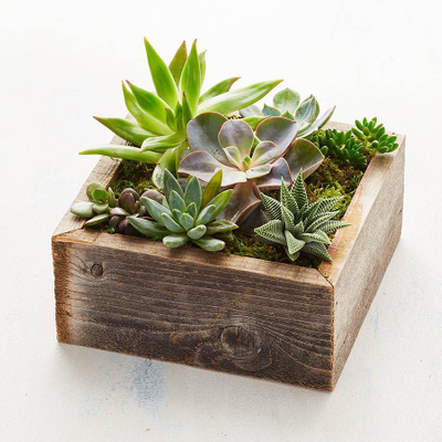 Succulent Delivery - Gifts & Arrangments - Southside Blooms